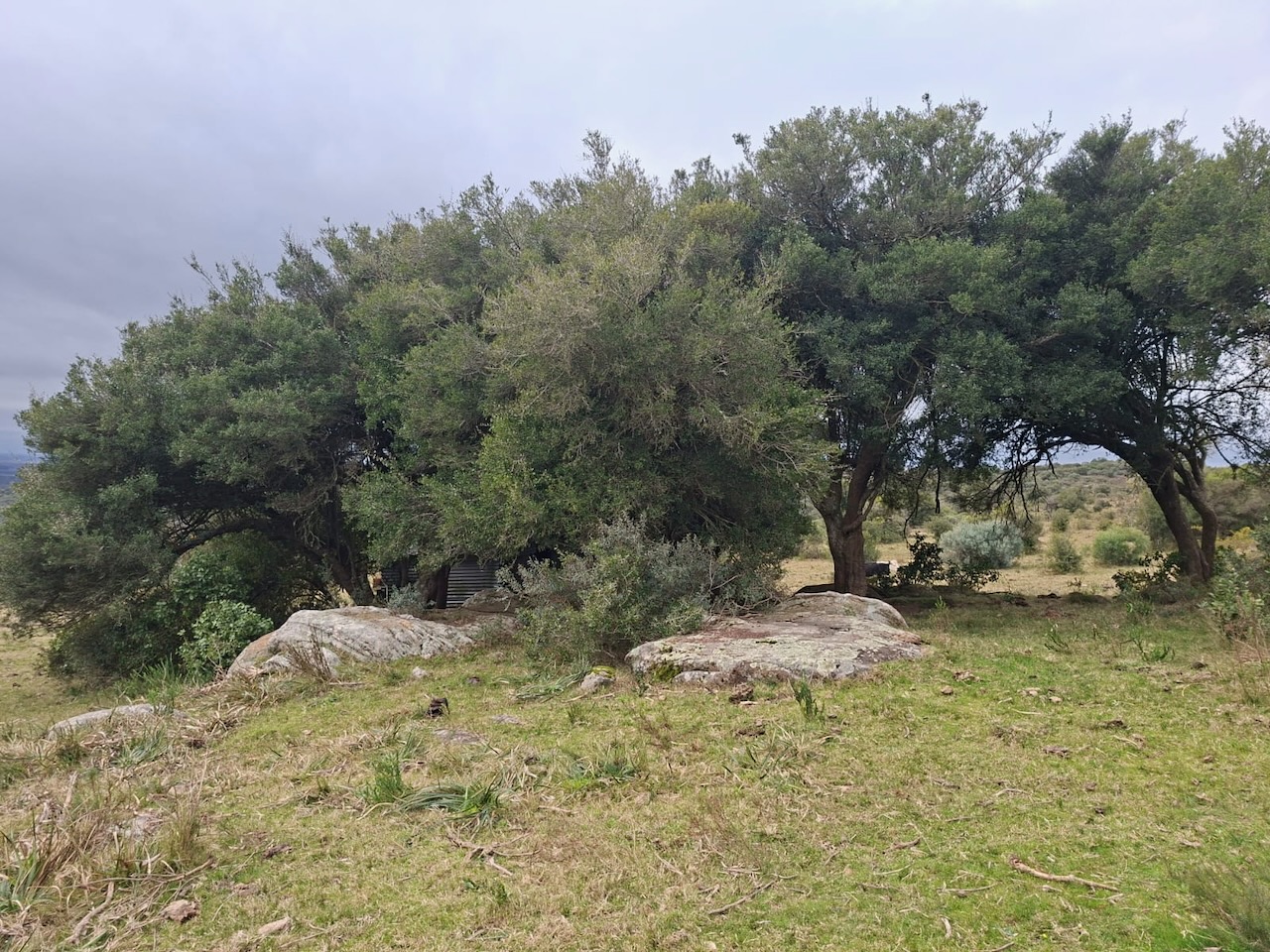 Chacra en venta en Cumbres de Aiguá, Ruta 109, Maldonado — monte nativo y sierras (foto 4)