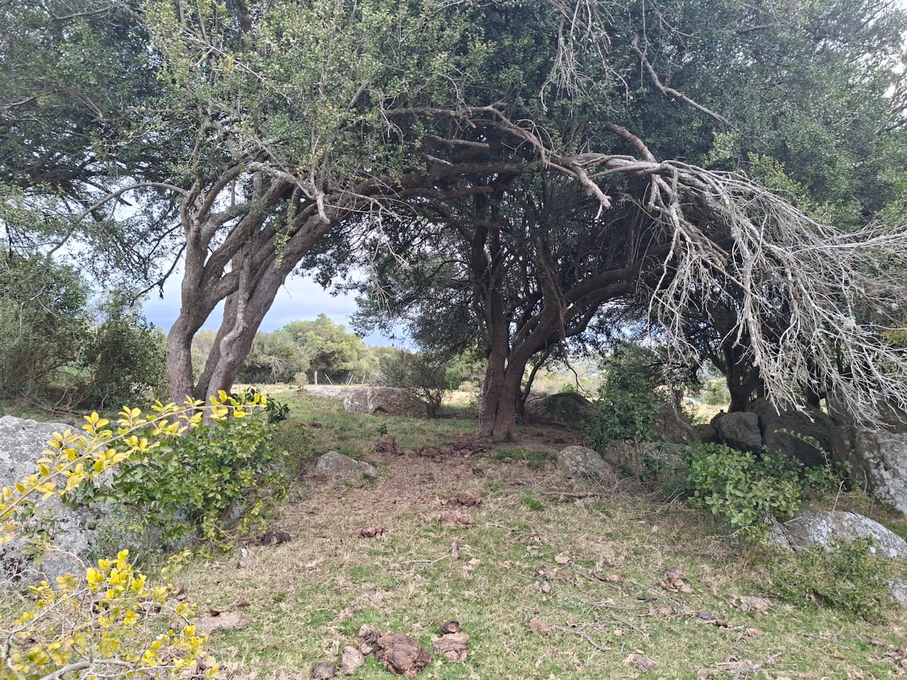 Chacra en venta en Cumbres de Aiguá, Ruta 109, Maldonado — monte nativo y sierras (foto 7)